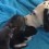 (Video) Dalmation Doggie Preciously Watches Over His Little Charges… Kittens!