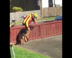 This Owner Captures Special Moments of a Mail Carrier Who Stops By to Pet His Dog Every. Single. Day. Truly Heartwarming!