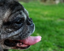 5 Senior Dog Diseases Doggie Owners Should Educate Themselves About