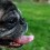5 Senior Dog Diseases Doggie Owners Should Educate Themselves About