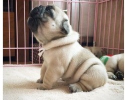 8 Reasons Why Someone Should NEVER Own a Pug