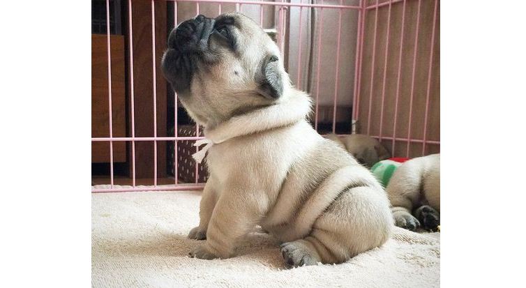 precious pug puppy