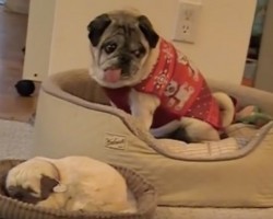 (Video) Mom Introduces Her Pug to the New Baby Pug in the Family. But Keep Eyes on the “Baby” Pug…