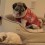 (Video) Mom Introduces Her Pug to the New Baby Pug in the Family. But Keep Eyes on the “Baby” Pug…