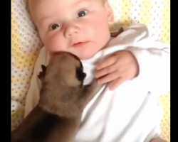 (Video) It’s Hard to Believe How This Newborn Puppy Responds to a Baby. It’s Love at First Sniff!