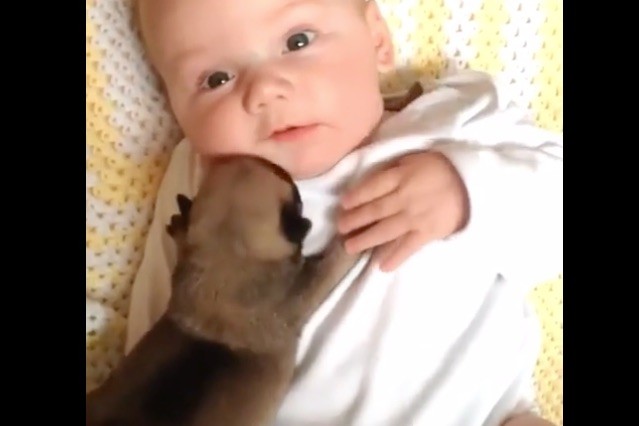 pug and baby cuddling