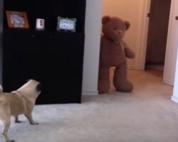 (Video) Oh No! I Can’t Believe This Pug Poops After Being Scared by a Teddy Bear!!