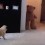 (Video) Oh No! I Can’t Believe This Pug Poops After Being Scared by a Teddy Bear!!