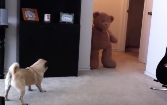 pug and bear