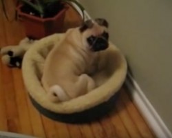 (Video) This Pug is Having a Heyday With Her Bed. When She Gets Caught? I Still Can’t Get Over Her Guilty Expression!