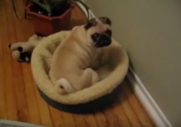 pug destroying her bed