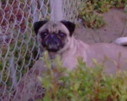 (Video) Pug Makes Friends With a Wild Cockatoo by Barking and the Rest is History… LOL!