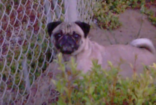 pug bird