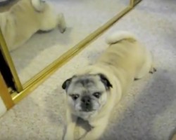 (VIDEO) This Pug Has a Unique Way of Getting Attention. Now Keep Your Eyes on His Paws!