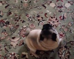 (Video) This Pug LOVES to Dance for Breakfast! Let’s Join Her Dance Party!