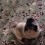 (Video) This Pug LOVES to Dance for Breakfast! Let’s Join Her Dance Party!