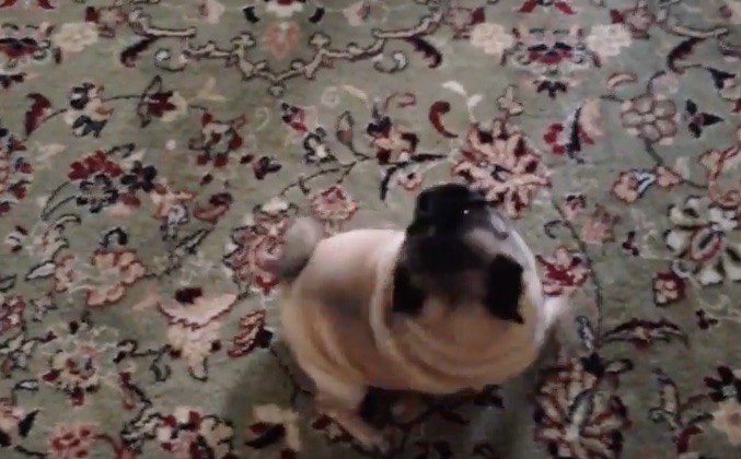 pug dance