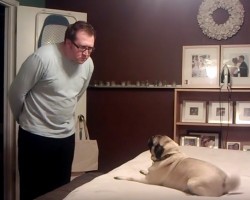 (VIDEO) This Dad Challenges His Pug to a Duel. What Happens Next? You Won’t Believe This Showdown!