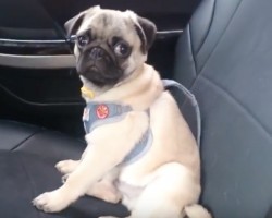 (VIDEO) This Pug Puppy Is Enjoying a Fun Car Ride. How She Looks Up at Mom? Cute Factor Alert!!