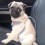 (VIDEO) This Pug Puppy Is Enjoying a Fun Car Ride. How She Looks Up at Mom? Cute Factor Alert!!