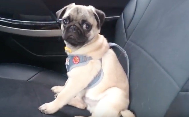 pug face in the car