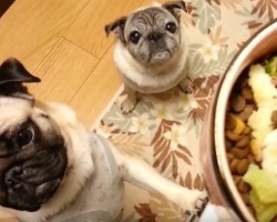(Video) Two Pugs Can’t Get to Their Food. Now Wait for a Crazy Doggie Fit to Happen!