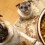 (Video) Two Pugs Can’t Get to Their Food. Now Wait for a Crazy Doggie Fit to Happen!