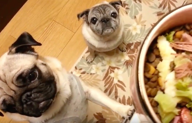 two pugs waiting for food