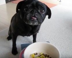 (Video) It’s Time for This Pug to Eat. But See What He Has to Do First… Amazing!
