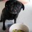 (Video) It’s Time for This Pug to Eat. But See What He Has to Do First… Amazing!