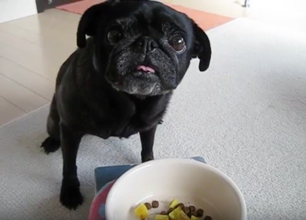 pug food