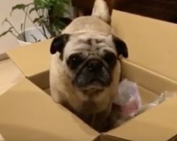 (Video) Pug Attempts to Get Inside a Box. Now Watch Some Hilarious Moves as He Attempts to Conquer the Box! LOL!