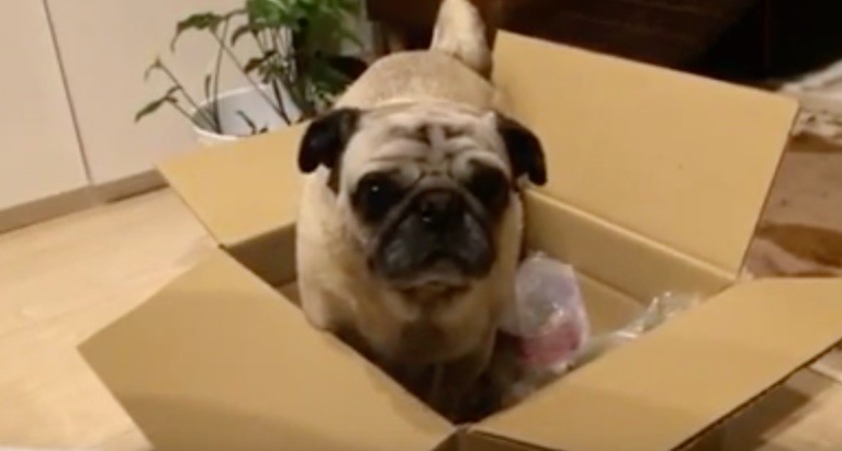 pug in a box