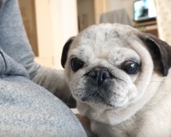 (VIDEO) All Dad Wants to Do Is Cut His Pug’s Nails. Now Watch This Pug Say “No Way Dad!” LOL!