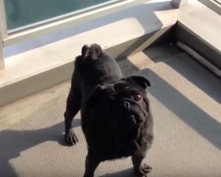 (Video) This Pug Wants Back Inside. What She Does to Get Mom’s Attention? Priceless!
