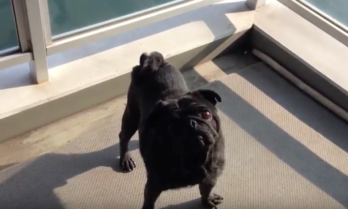 pug outside wants back inside