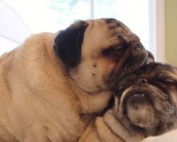 (VIDEO) This Pug Perch Will Make You Want to Have a Snuggle Sesh With Your Pug Stat!