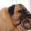 (VIDEO) This Pug Perch Will Make You Want to Have a Snuggle Sesh With Your Pug Stat!