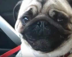 (Video) Captain the Pug Loves Doggie Daycare