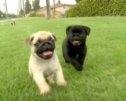 (Video) This Pug Puppy Video Compilation Proves Pug Puppies are 100% Magical