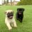 (Video) This Pug Puppy Video Compilation Proves Pug Puppies are 100% Magical