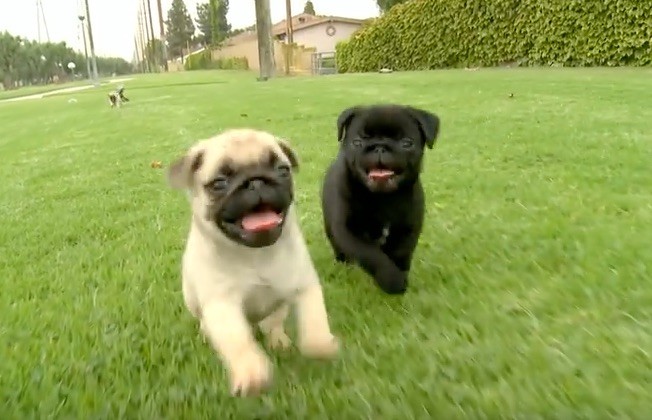 pug puppy