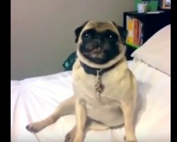 (Video) I Still Can’t Believe it, But This Owner Trained Her Pug to Smile! OMG, Adorable!