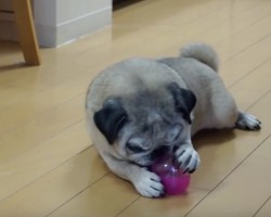 (Video) This Pug Loves Chasing His Snack! Now Watch to See if He’ll Finally Figure This Sneaky Toy Out…