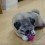 (Video) This Pug Loves Chasing His Snack! Now Watch to See if He’ll Finally Figure This Sneaky Toy Out…