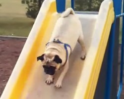 (Video) This Pug on Slides Compilation is Going to Make All Mondays Going Forward Totally Bearable (We Promise)