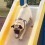 (Video) This Pug on Slides Compilation is Going to Make All Mondays Going Forward Totally Bearable (We Promise)