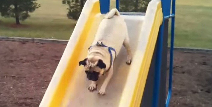 pugs on slides