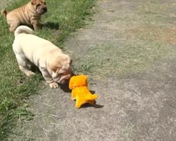 (Video) Shar Pei Puppies Are Fascinated With a Robot Dog. When They Get Up Close to It? Too Funny!