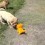 (Video) Shar Pei Puppies Are Fascinated With a Robot Dog. When They Get Up Close to It? Too Funny!